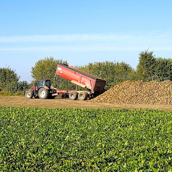Severe Drought in Nebraska Threatens Sugar Beet Production