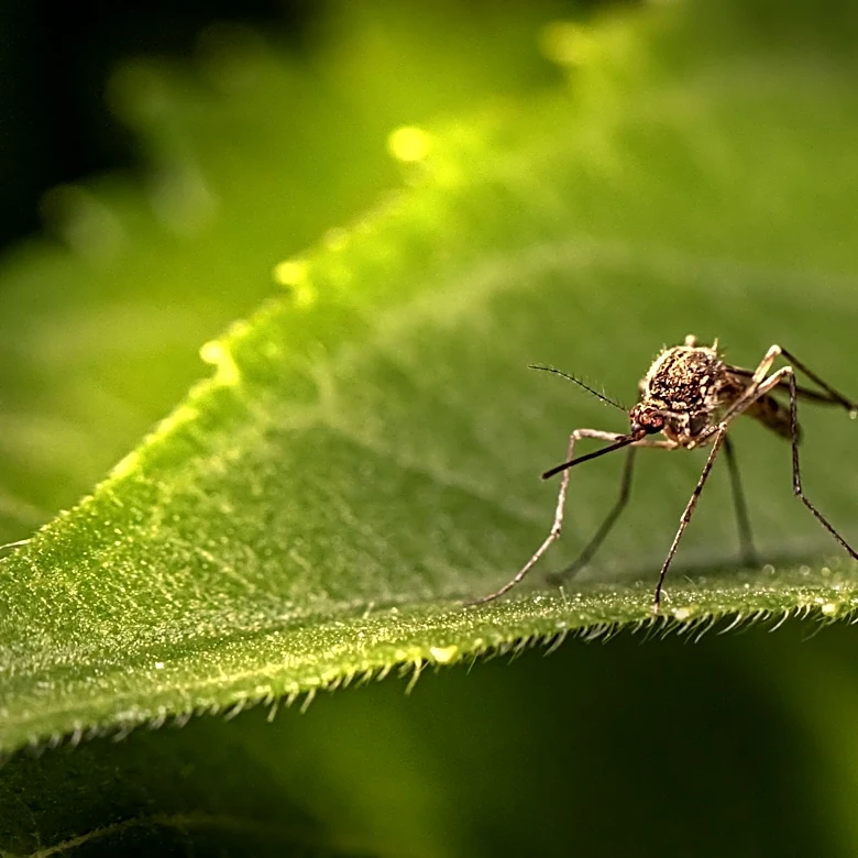 World Cup 2026: Heat, Mosquitoes, and Health Risks in U.S. Host Cities