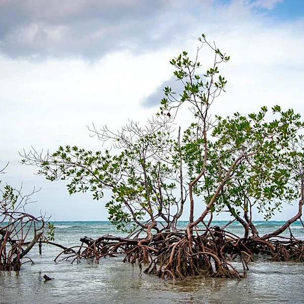 Rising Sea Levels Threaten Mangroves and Carbon Storage Globally