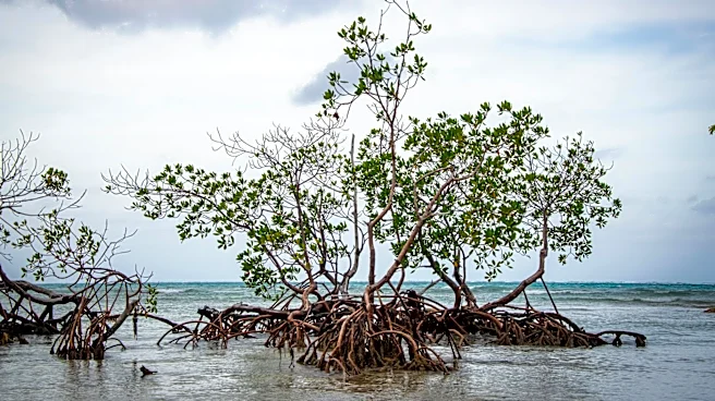 Rising Sea Levels Threaten Mangroves and Carbon Storage Globally