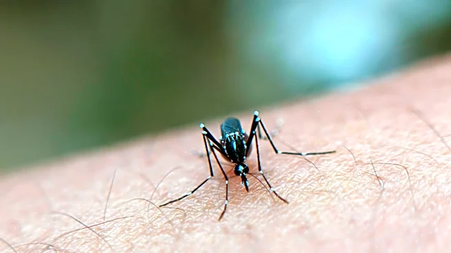 Global Dengue Cases Surge to Record Highs in 2024