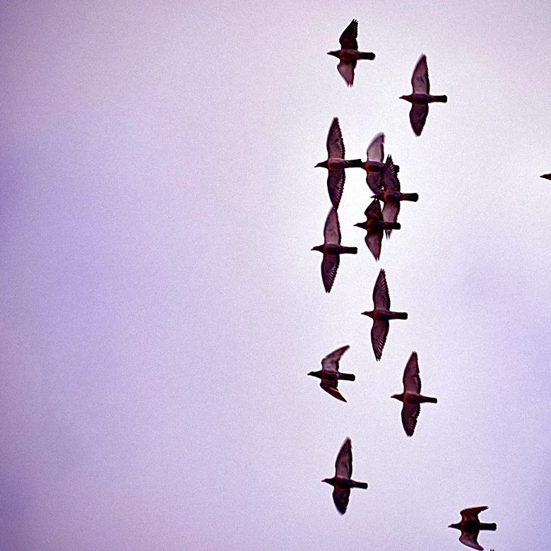 Erie Residents Urged to Reduce Artificial Light During Bird Migration