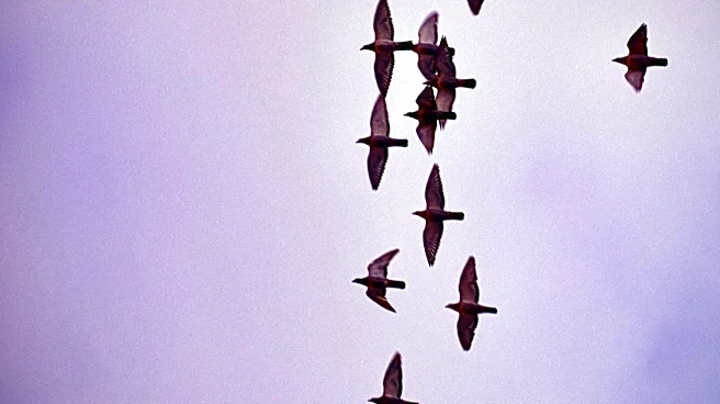 Erie Residents Urged to Reduce Artificial Light During Bird Migration