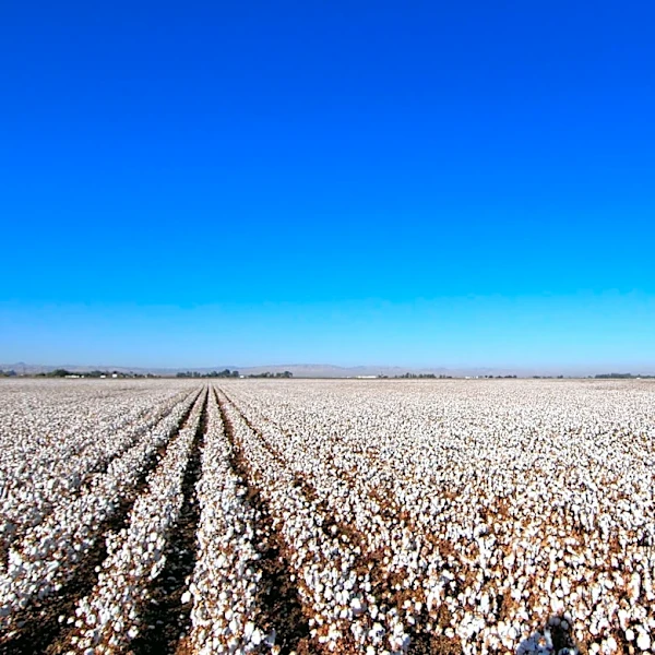 San Joaquin Valley Faces Increased Valley Fever Risk Amid Seasonal Changes