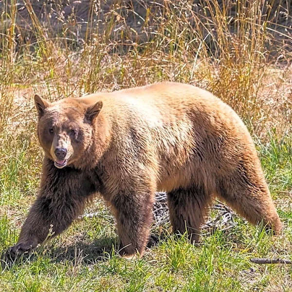 San Diego Man Survives Grizzly Bear Attack in Glacier National Park