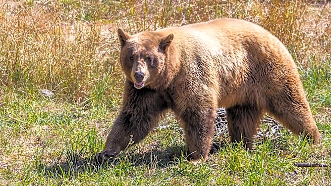 San Diego Man Survives Grizzly Bear Attack in Glacier National Park