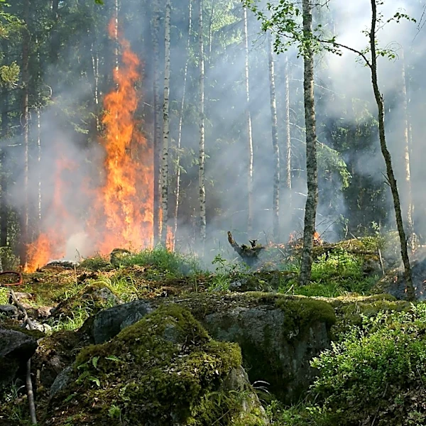 Global Early Warning System Proposed to Protect Biodiversity from Extreme Heat