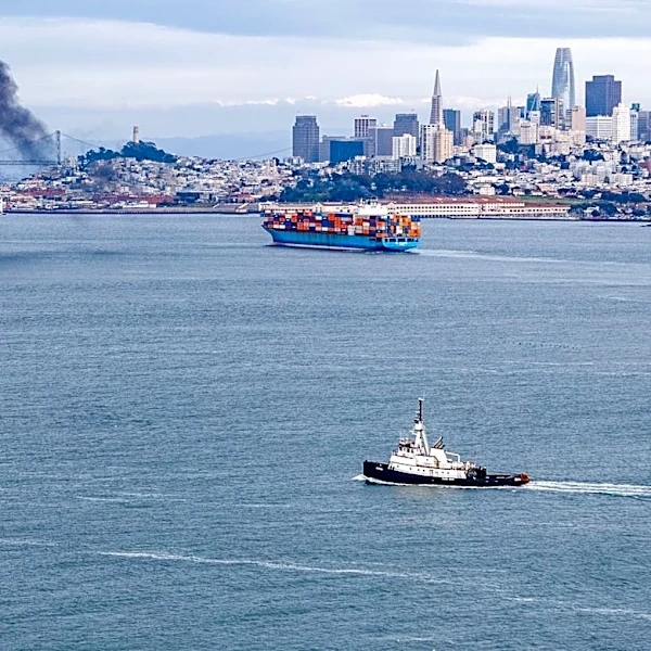 Gray Whales in San Francisco Bay Face Risks from Ship Strikes