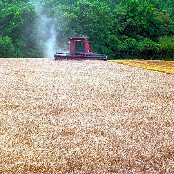 Ohio State Researchers Tackle Weather Risks to Boost Crop Yields