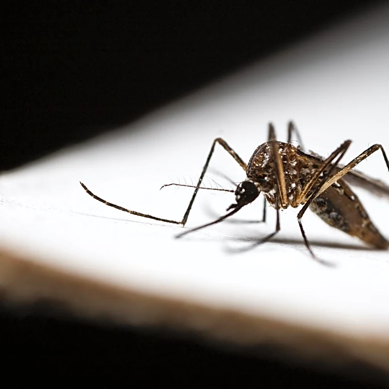Global Dengue Cases Reach Record High in 2024 Amid Rising Risks