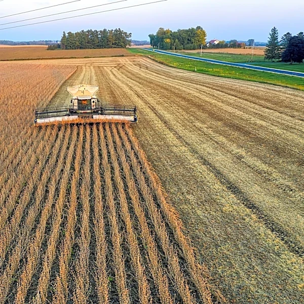 Soybean Prices Dip Amid Favorable U.S. Planting Conditions