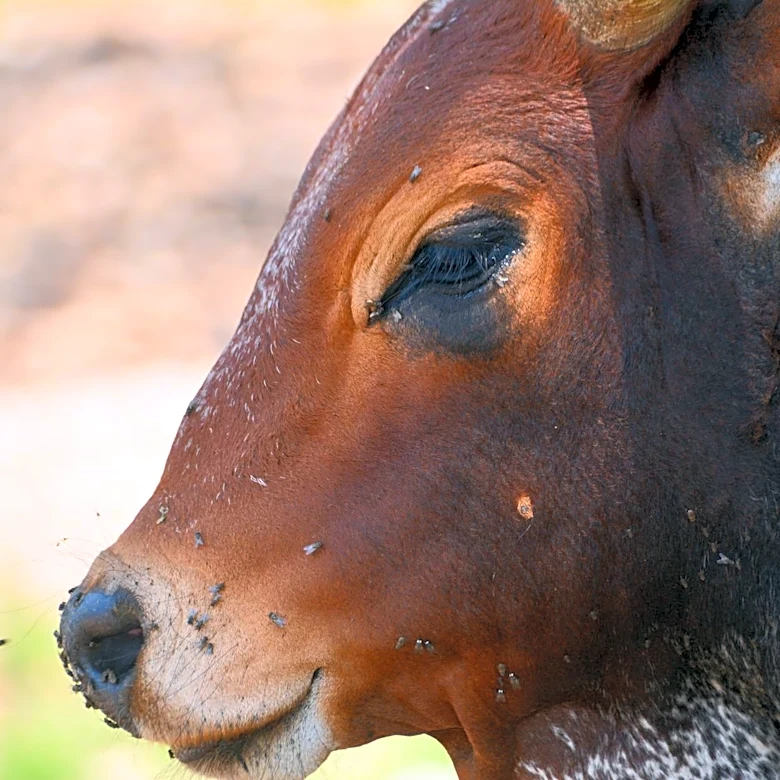 Flesh-Eating Parasite Reemerges in Texas, Threatening Livestock and Economy