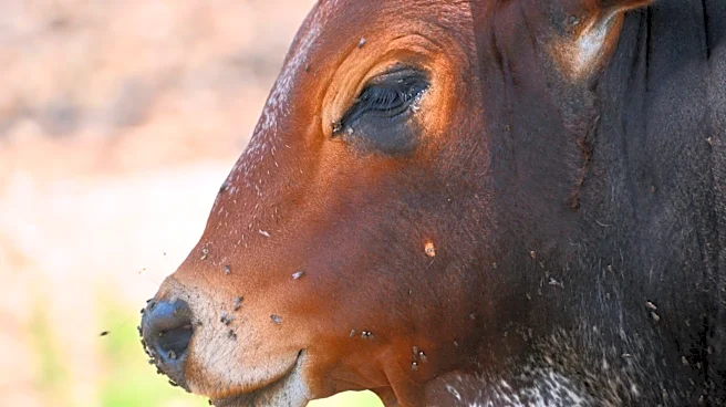 Flesh-Eating Parasite Reemerges in Texas, Threatening Livestock and Economy