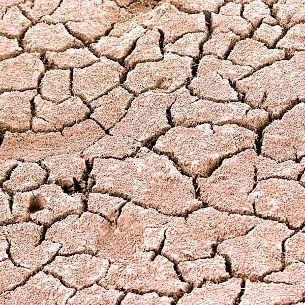 High Plains Ranches Face Forage Shortages Amid Drought and Wildfires