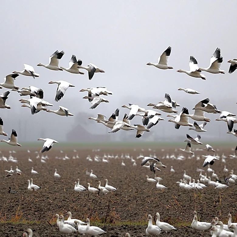 Millions of Birds to Migrate Over Kansas and Missouri on Thursday Evening