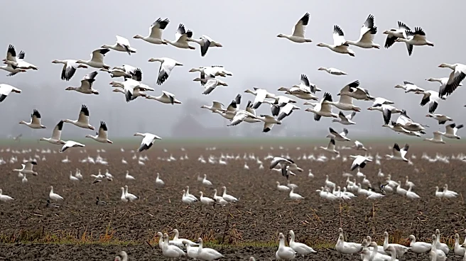 Millions of Birds to Migrate Over Kansas and Missouri on Thursday Evening