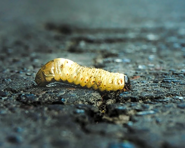Texas Activates Emergency Response Over Flesh-Eating Parasite