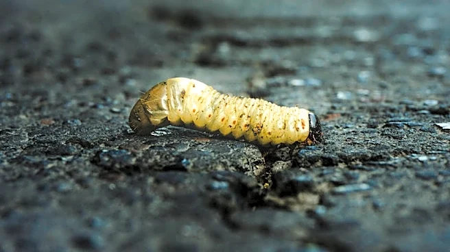Texas Activates Emergency Response Over Flesh-Eating Parasite