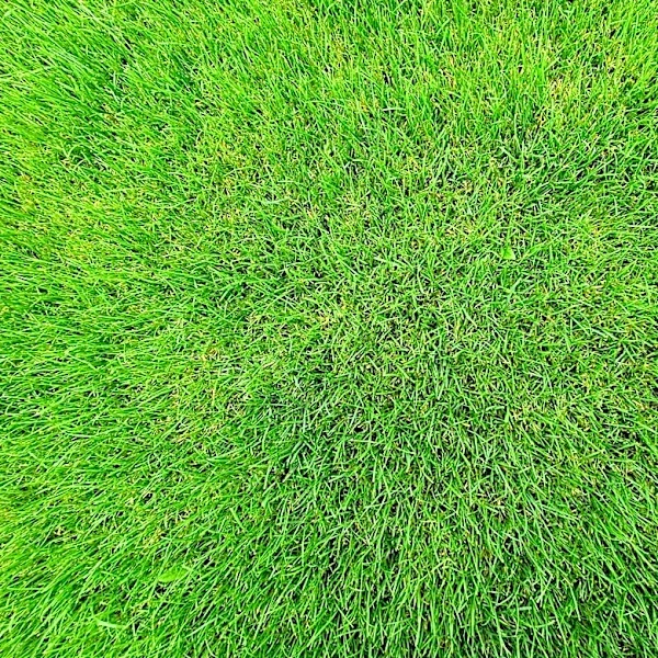 3 Common Lawn Issues in June and How to Fix Them