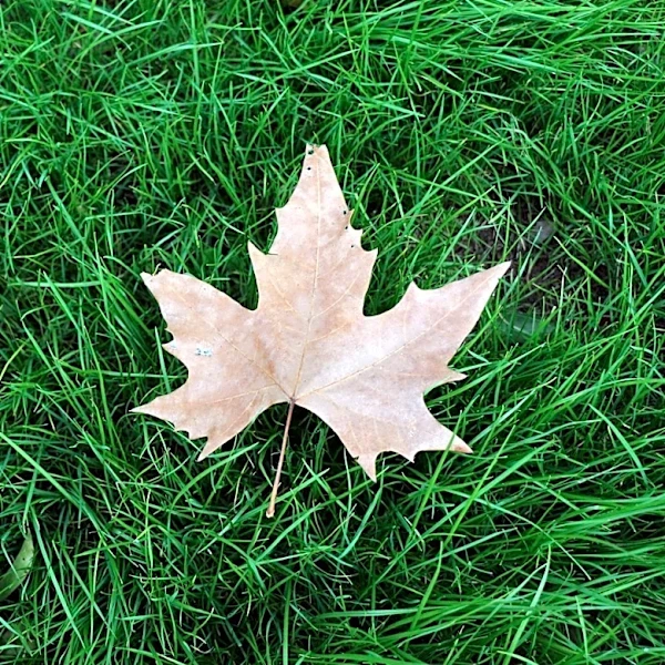 Is It Too Late to Plant Grass Seed in June? Experts Weigh In