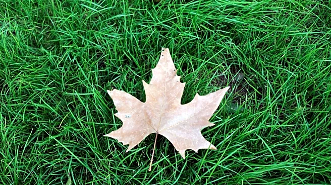 Is It Too Late to Plant Grass Seed in June? Experts Weigh In