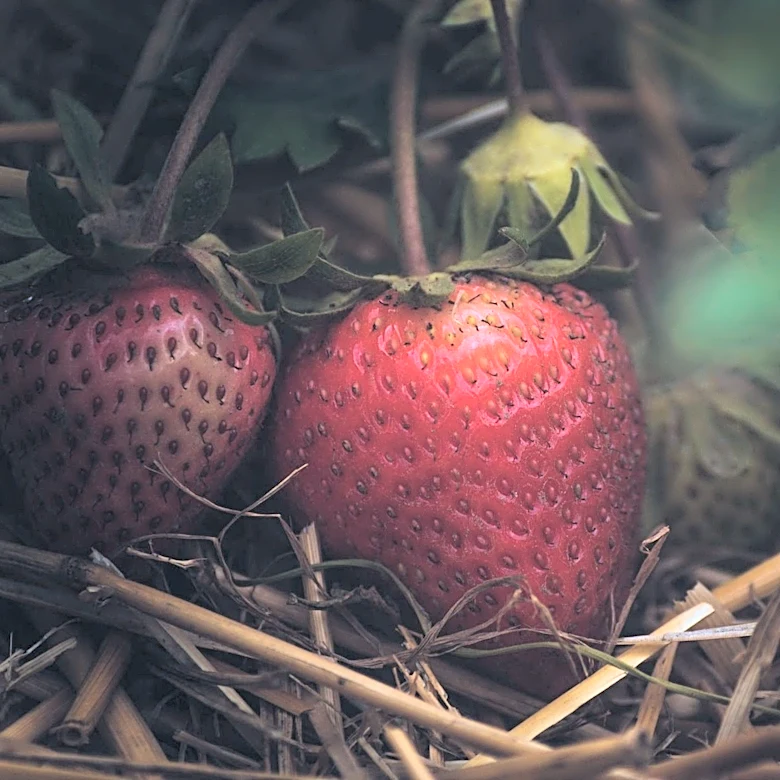 Weather Conditions Contribute to Sweeter Strawberries This Year