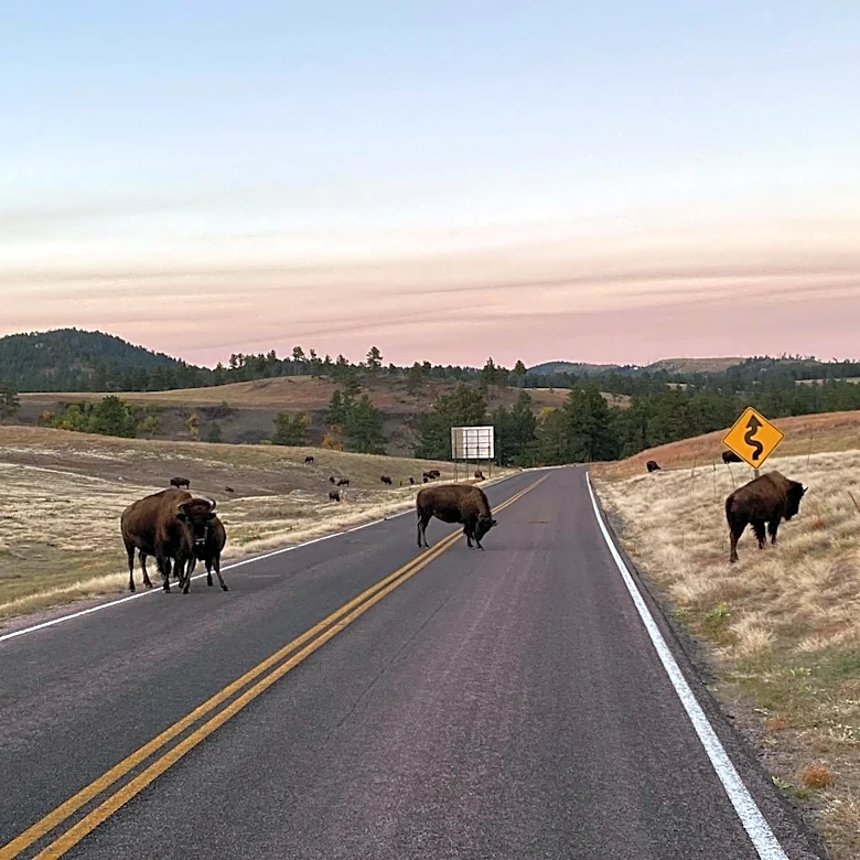Yellowstone National Park: Seasonal Weather and Visitor Guidance