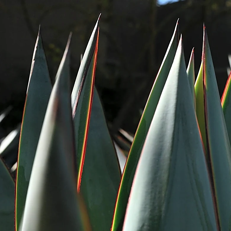 Los Angeles Resident Replaces Lawn with Drought-Tolerant Garden Amid Water Concerns