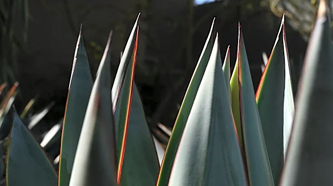 Los Angeles Resident Replaces Lawn with Drought-Tolerant Garden Amid Water Concerns
