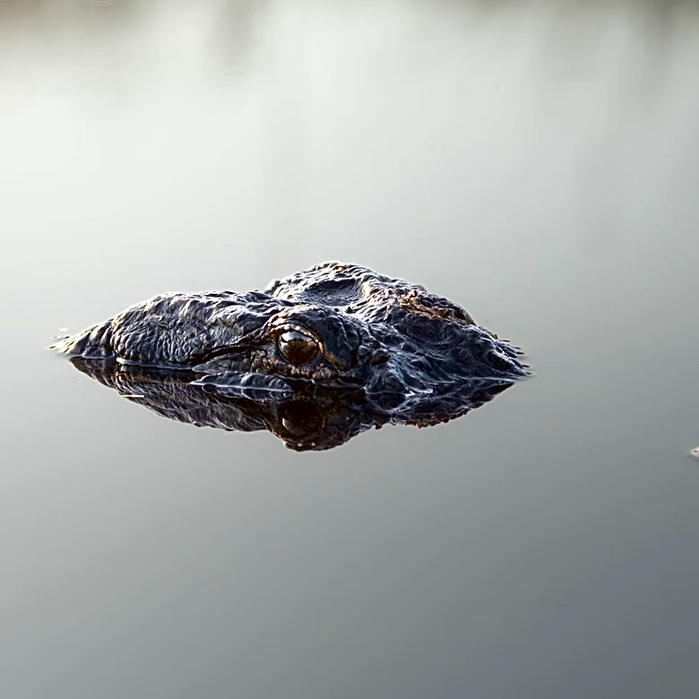 Increased Alligator Sightings in Augusta Linked to Rising Temperatures