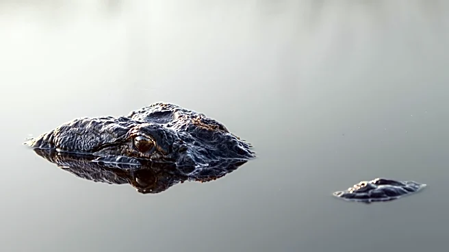 Increased Alligator Sightings in Augusta Linked to Rising Temperatures
