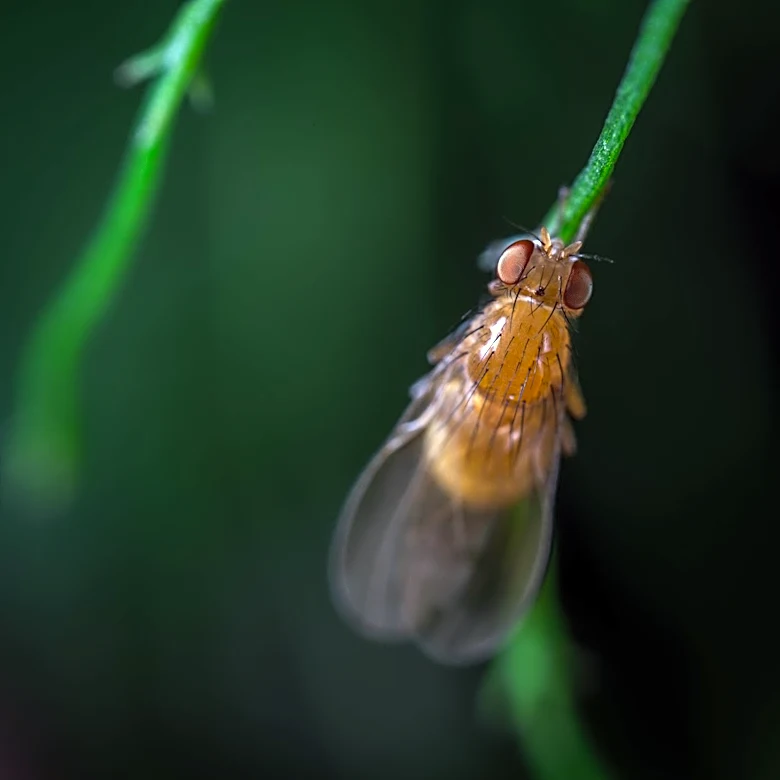 Innovative Technology Targets Spotted Wing Drosophila in Oregon