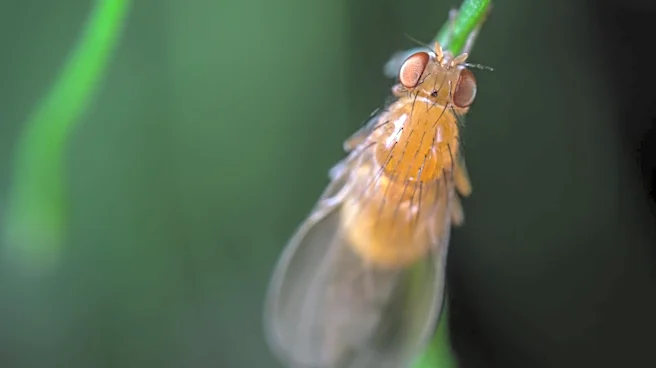 Innovative Technology Targets Spotted Wing Drosophila in Oregon