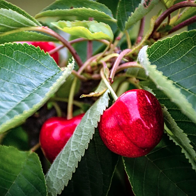 Spring Frost Devastates U.S. Tart Cherry Crop, Industry Faces Uncertain Future