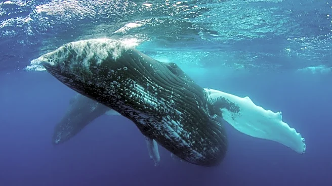 Rare Deep-Ocean Whale Cemetery Found in Indian Ocean
