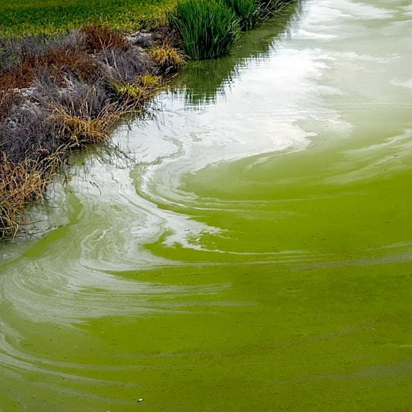 New York Launches System to Track Harmful Algal Blooms