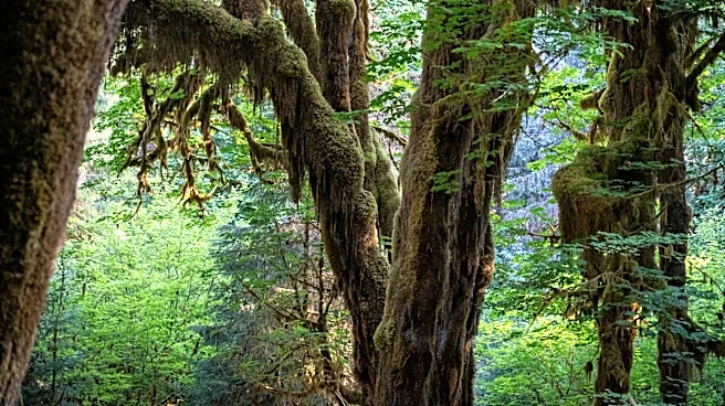 Hoh Rain Forest: A Look at Weather in Washington's Olympic Peninsula