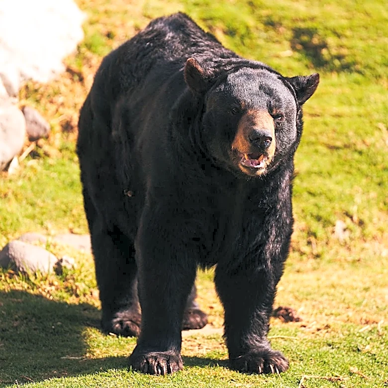 Bear Spotted in Pittsburgh's Summer Hill Neighborhood