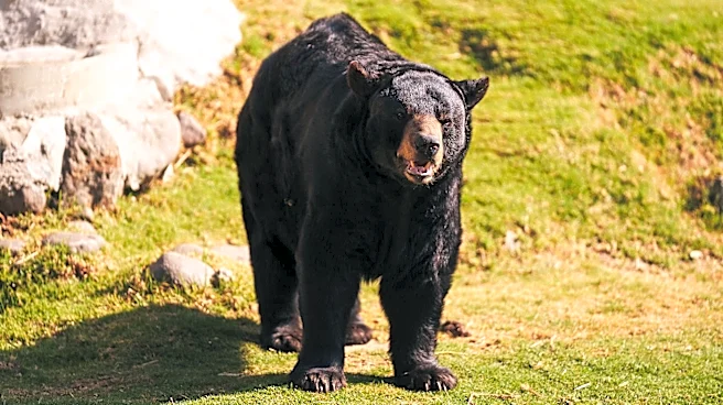 Bear Spotted in Pittsburgh's Summer Hill Neighborhood