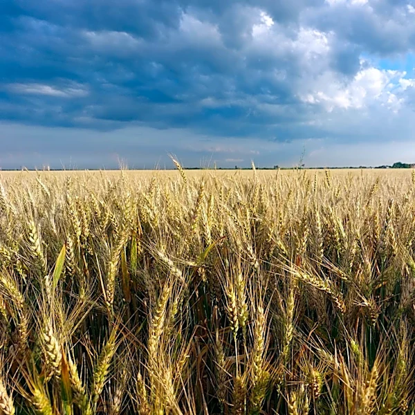 Drought in Southern Plains Reduces Winter Wheat Forecast