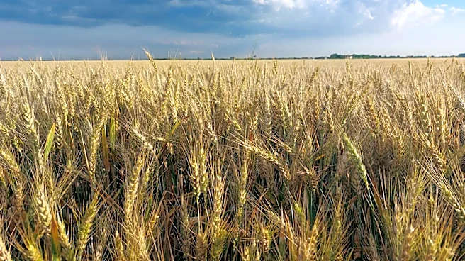 Drought in Southern Plains Reduces Winter Wheat Forecast