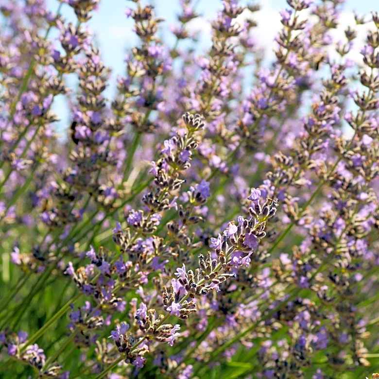 Willcox Lavender Festival Thrives Amid Warm June Weather
