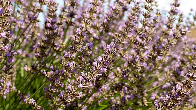 Willcox Lavender Festival Thrives Amid Warm June Weather