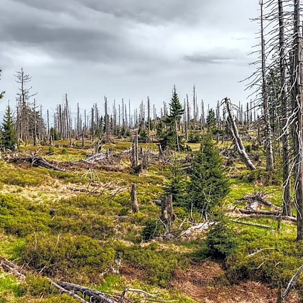 Colorado Drought Increases Vulnerability of Trees to Pine Beetles
