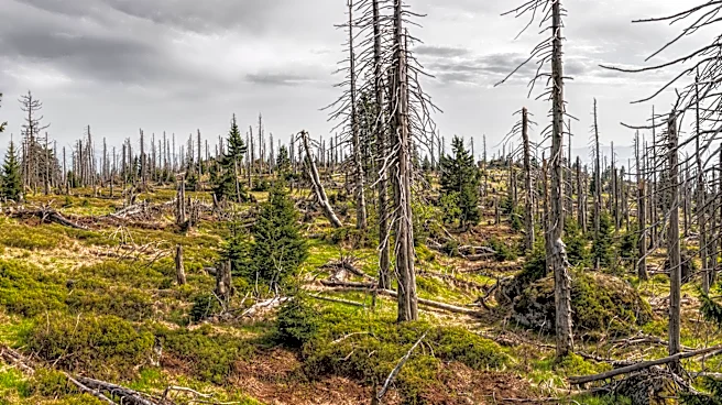 Colorado Drought Increases Vulnerability of Trees to Pine Beetles