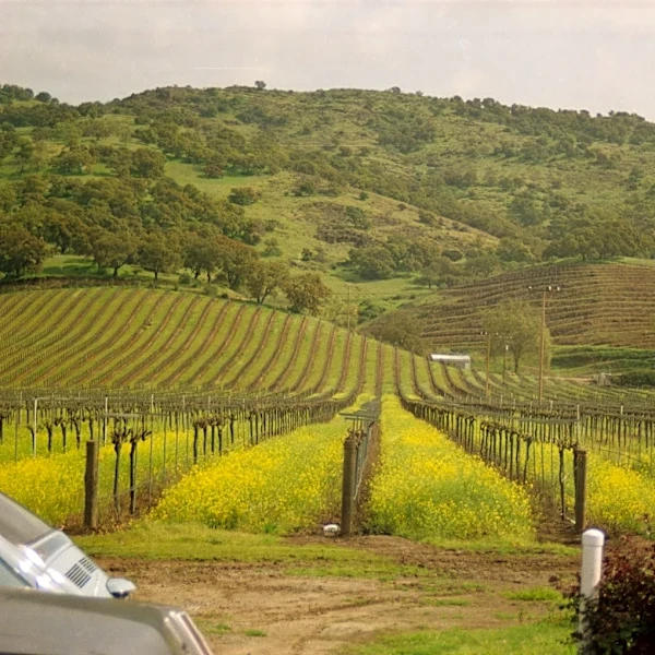 Sonoma County: A Weather-Friendly Destination for Outdoor Enthusiasts