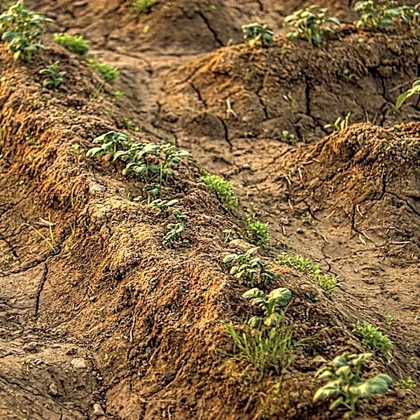 Dry Winter Challenges Arkansas Farmers, but Recent Rains Offer Hope