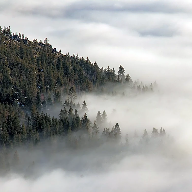Global Forest Cooling Benefits Diminished by Rising Atmospheric Dryness