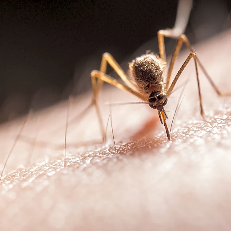 Loveland to Begin Targeted Mosquito Spraying to Combat West Nile Virus
