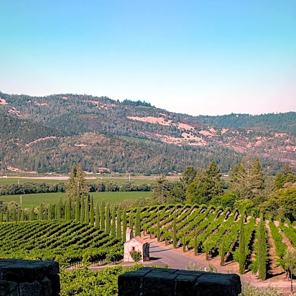 California Vineyards Embrace Sustainability Amid Climate Challenges